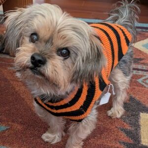 Black and Orange Pumpkin Dog Sweater